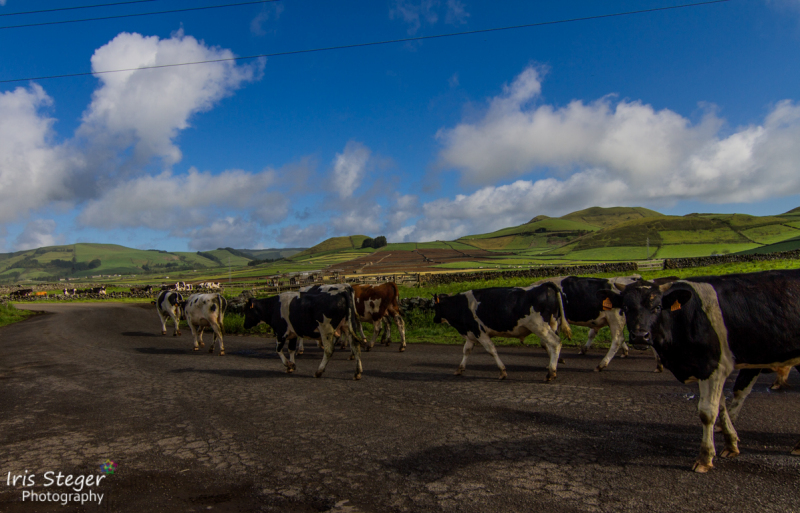 Landwirtschaft & Kühe auf Terceira