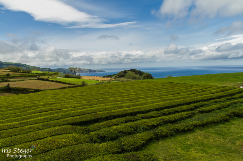 Teeplantage Chà Gorreana, São Miguel