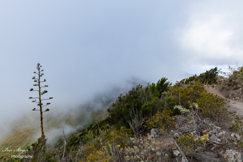 Masca-Schlucht im Nebel