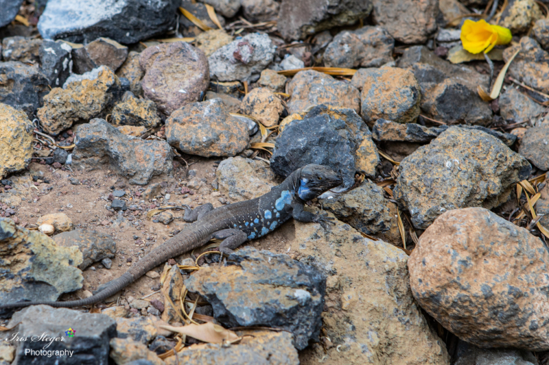 Männliche Kanareneidechse